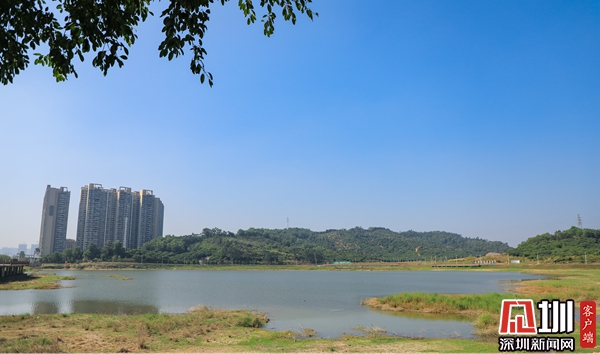 发现光明治水美景|荔湖公园:赏湖光山色 闻白鹭啼鸣